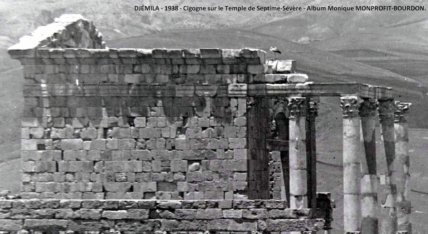 1- Djemila 1938. Cigogne sur le Temple de Septime-Severe2.JPG